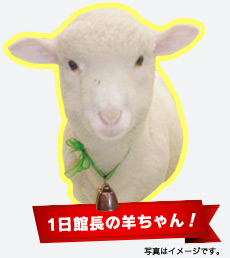 1日館長の羊ちゃん!